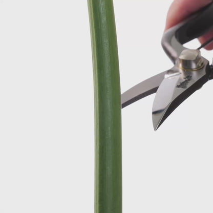 T19 Hand Forged Multi-Purpose Pruning Shears/Secateurs, Symmetrical Grip