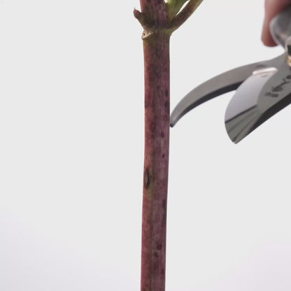 T25 Hand Forged Pruning Shears/Secateurs, High Carbon Steel Asymmetrical Ergonomic Grip Size:M