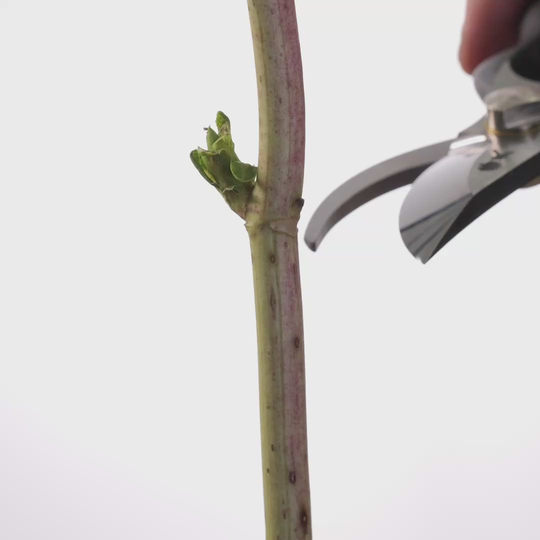 T31 Forged Pruning Shears/Secateurs, High Carbon Steel Symmetrical Ergonomic Grip Size:S