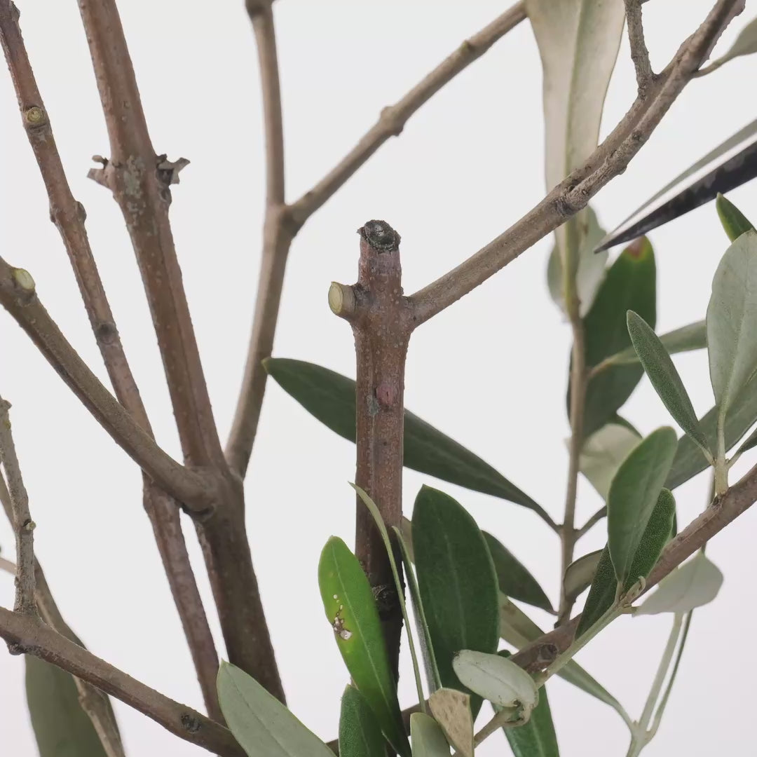 T4-3 Japanese Traditional Bonsai Scissors Long Handle Forged High Carbon Steel