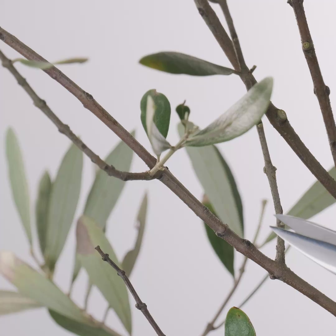 T4-6 Traditional Japanese Bonsai Scissors "Koeda-kiri" Stainless Steel