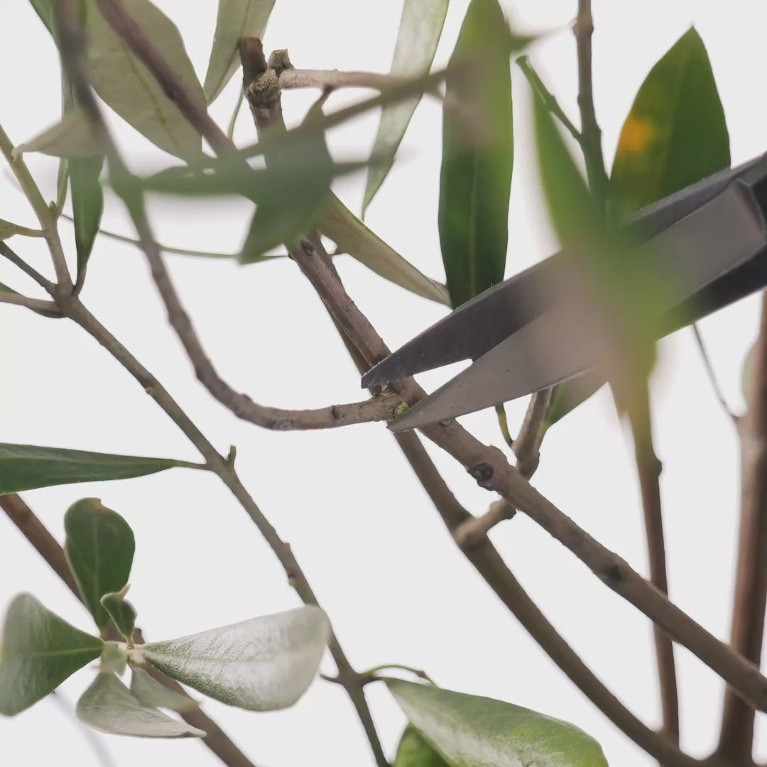 T4-4 Japanese Traditional Bonsai Scissors "Koeda-kiri" High Carbon Steel