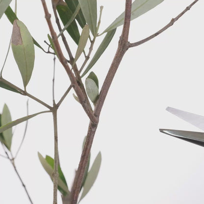 T17 Hand Forged Snips, High Carbon Steel Symmetrical Grip