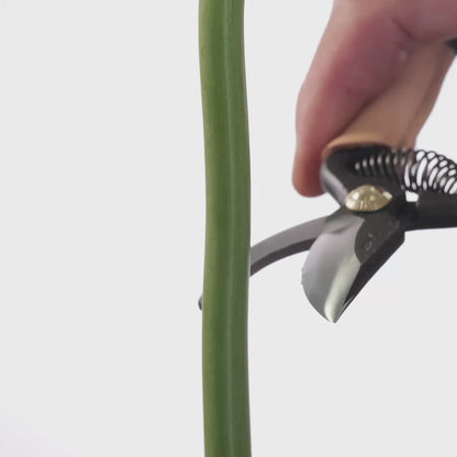 T33 Mini Pruning Shears/Secateurs w/ Leather Grip