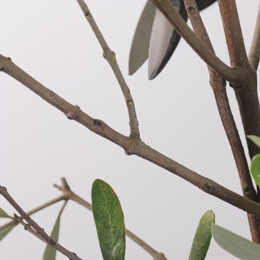 T4-3 Japanese Traditional Bonsai Scissors Long Handle Forged High Carbon Steel