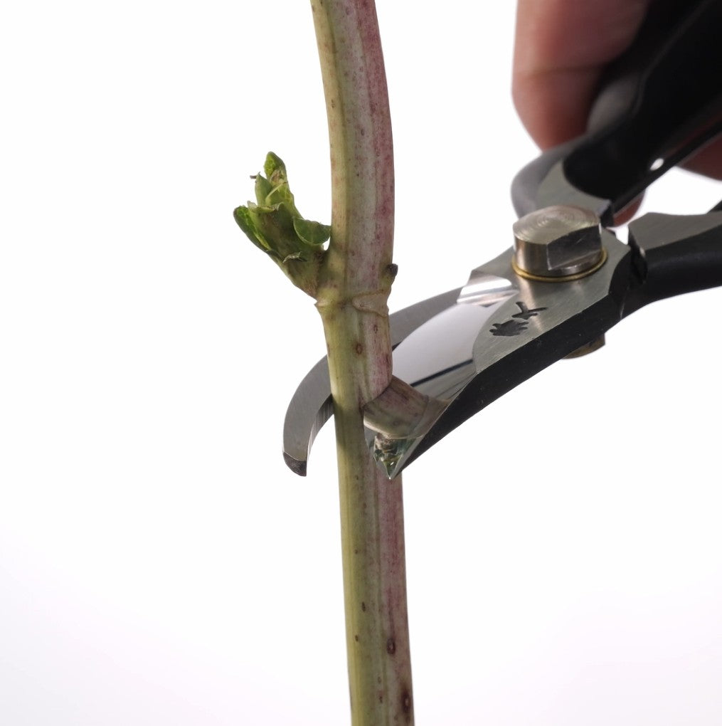 Premium shears by Toyama Hamono cutting a plant stem